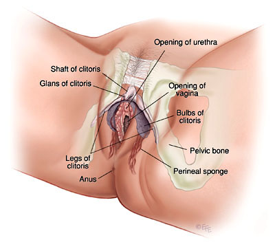 まんこ解剖 女性生殖器の構造