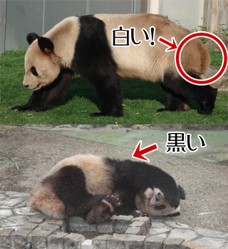 パンダの白黒具合を説明した画像