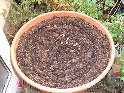アスパラガス、鉢の土の交換