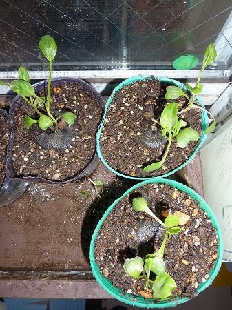発芽から1か月過ぎのオレンジブーケとロマネスコをポットに植え替え