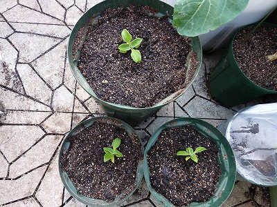 アイスプラントを3種類の鉢に定植