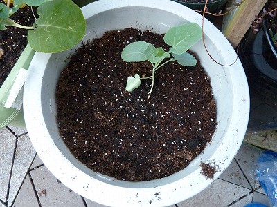 スティックセニョール、2か月半も苗作りにかけて、やっと定植