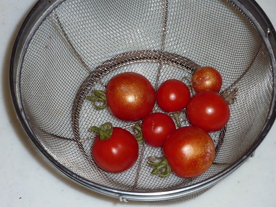 中玉トマト「フルティカ」、湯むきして「ミニトマト漬け」に