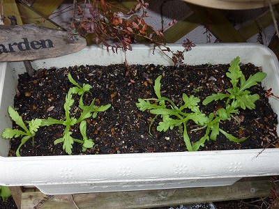 サラダ用春菊、約1か月半