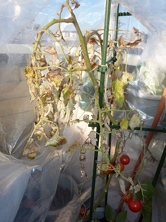 中玉トマト「フルティカ」、もうすぐ収穫終了