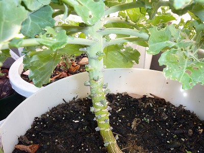 プチヴェール、定植から約4か月半　脇芽が少し大きくなった？